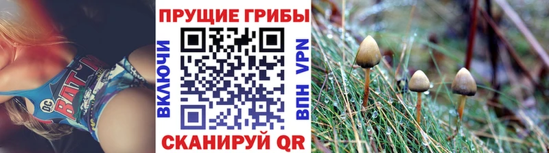 Псилоцибиновые грибы Psilocybine cubensis  цена наркотик  Нахабино 